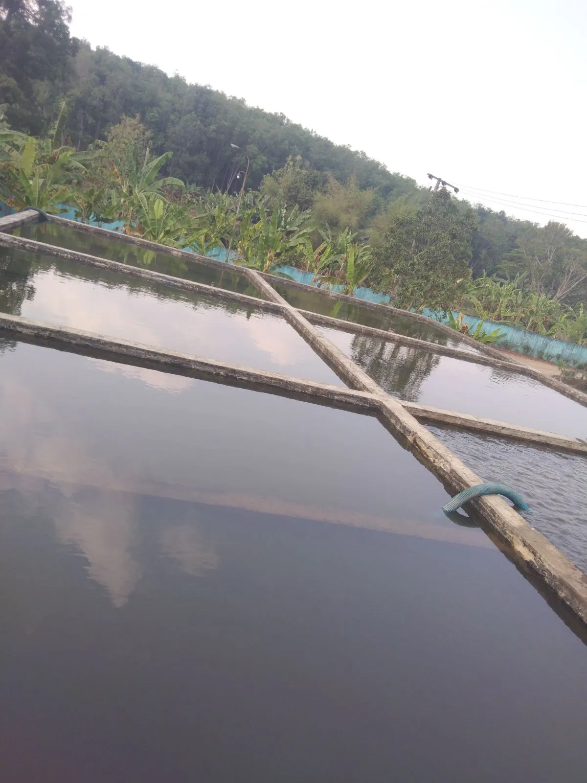 Dokumentasi 2 PTPN VII WAY BERULU EMBUNG 1